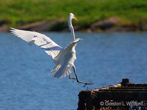 The Egret Is Landing_45302.jpg - Great Egret (Ardea alba)Photographed near Breaux Bridge, Louisiana, USA.